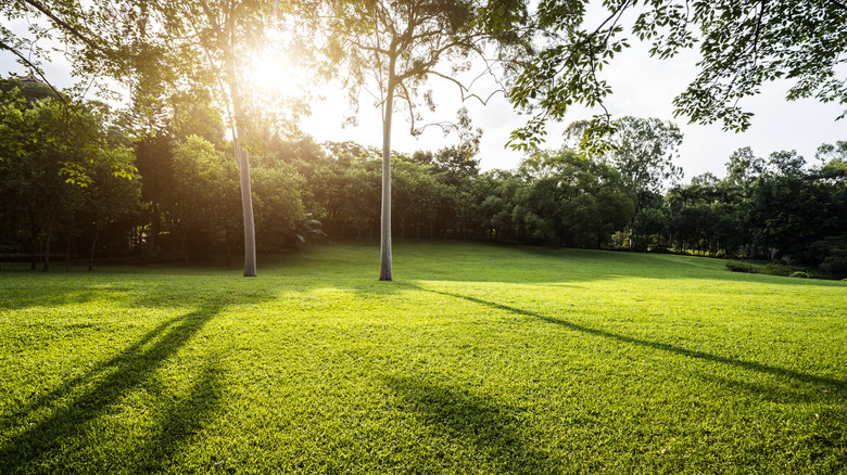 lawn under a hot sun during a heat wave
