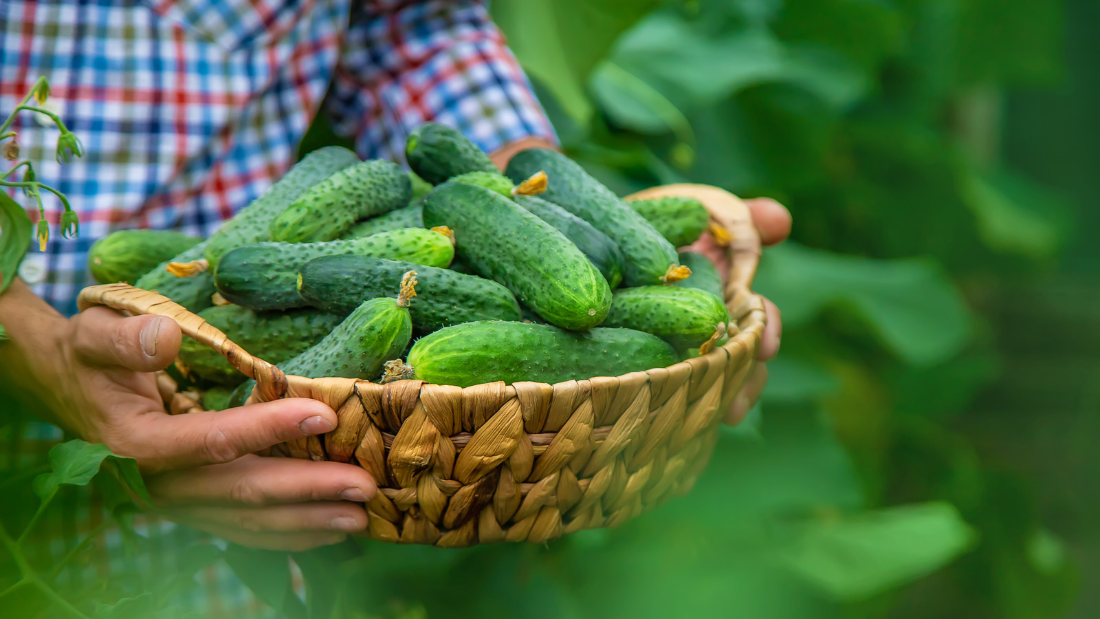 Here's How Many Cucumbers Can Come From A Plant With The Right Conditions