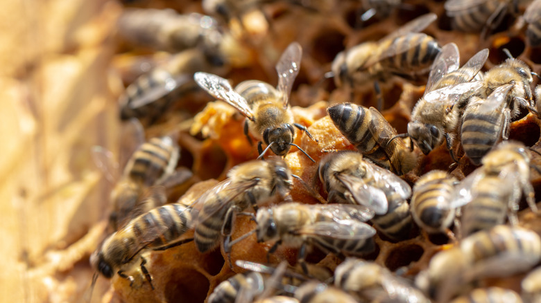 active beehive 