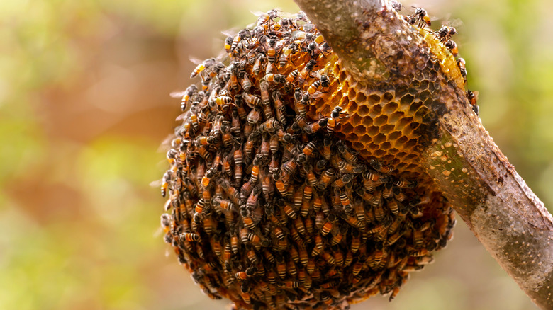 large bee nest on tree 