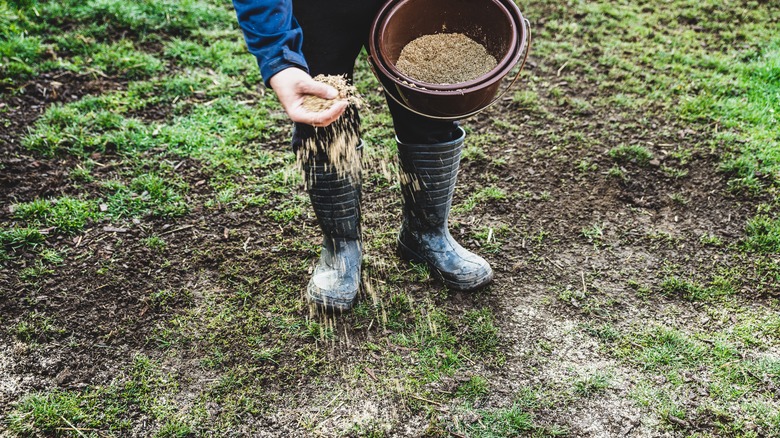 Person spreads bucket of seed