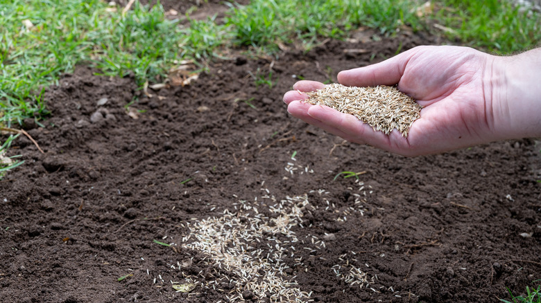 Hand holds seed over grass