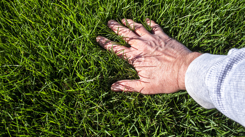 Person feels lush green lawn