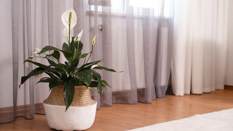 Peace lily in planter near curtained window
