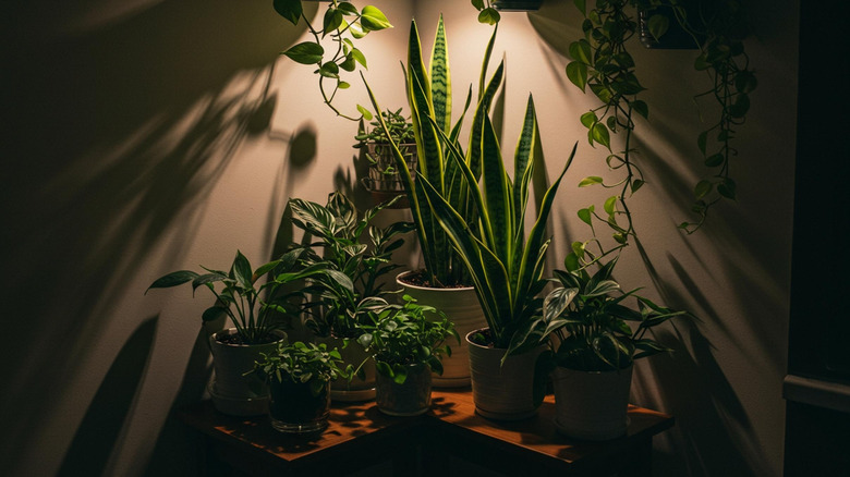 Snake and pothos plants in low-light room