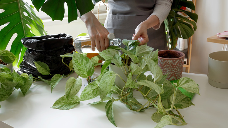 Person watering a dehydrated pothos plant