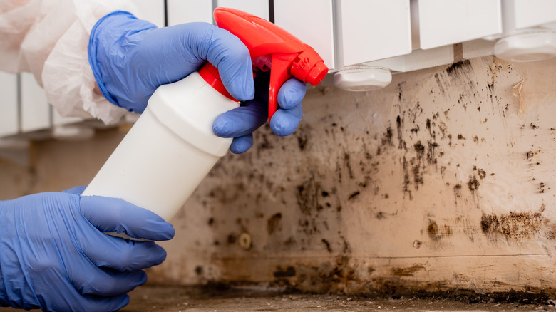 Person cleaning mold