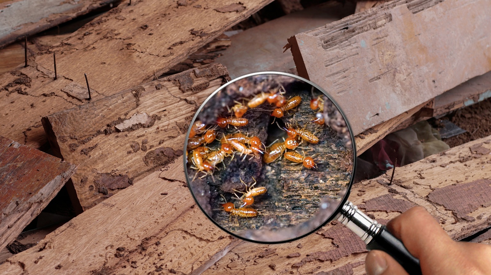 Here's How Much Termite Damage Repair Will Cost You