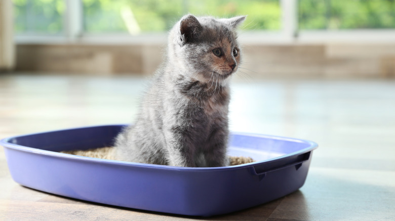 gray kitten in litter box