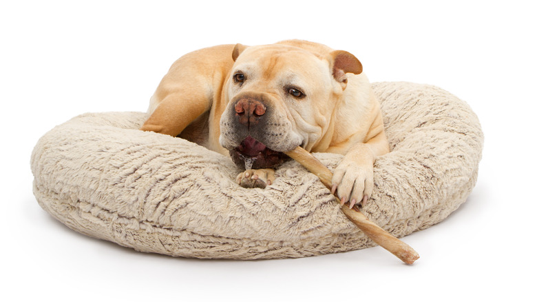 bulldog in a dog bed