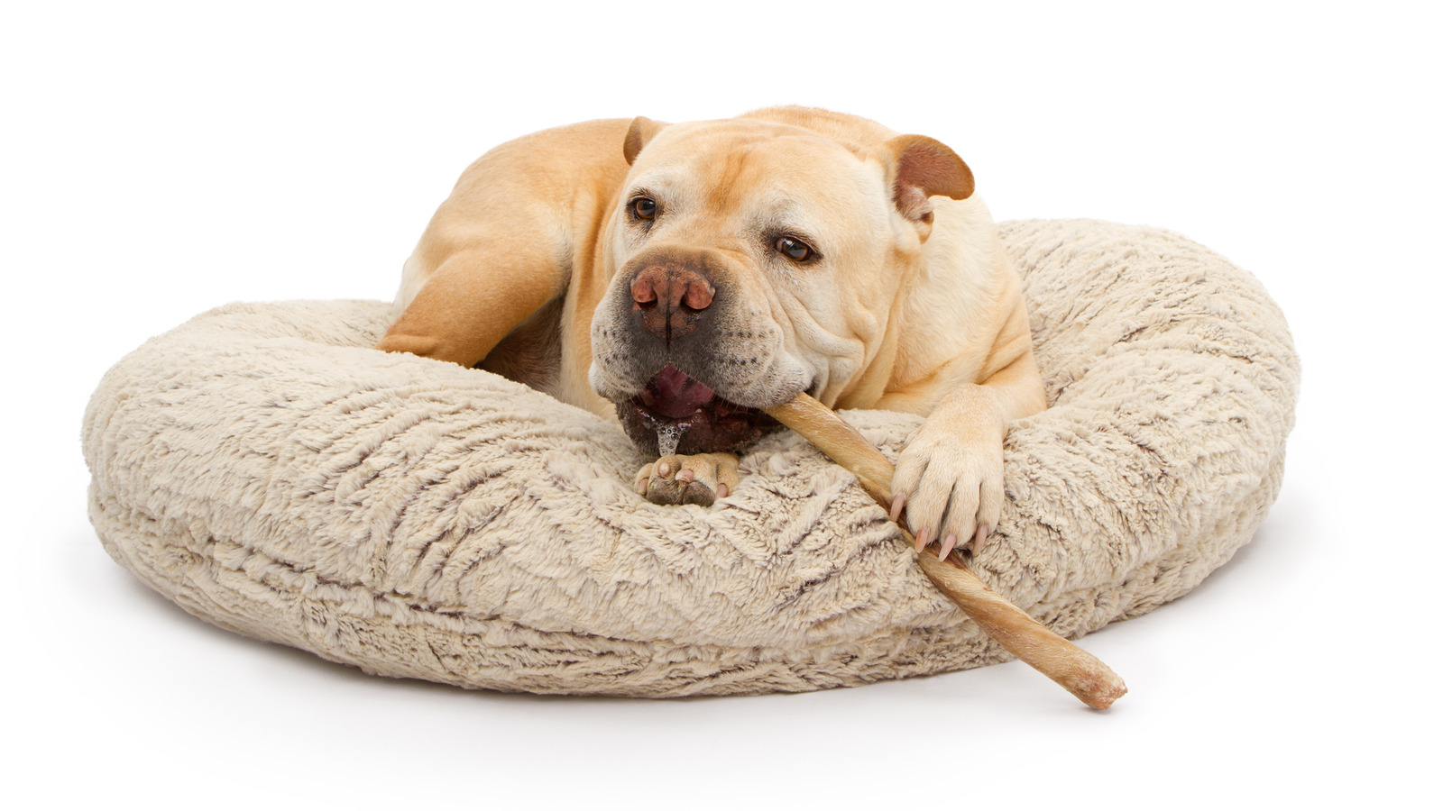 American kennel club dog bed washing instructions clearance
