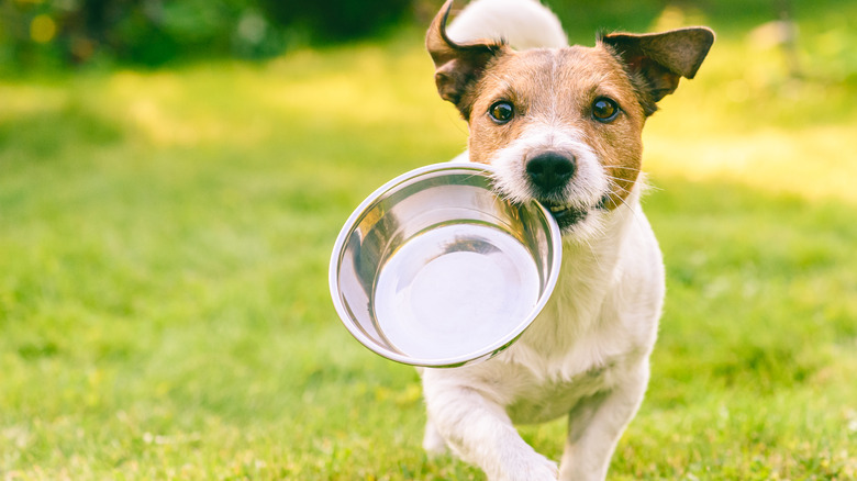 Dog carrying food bowl