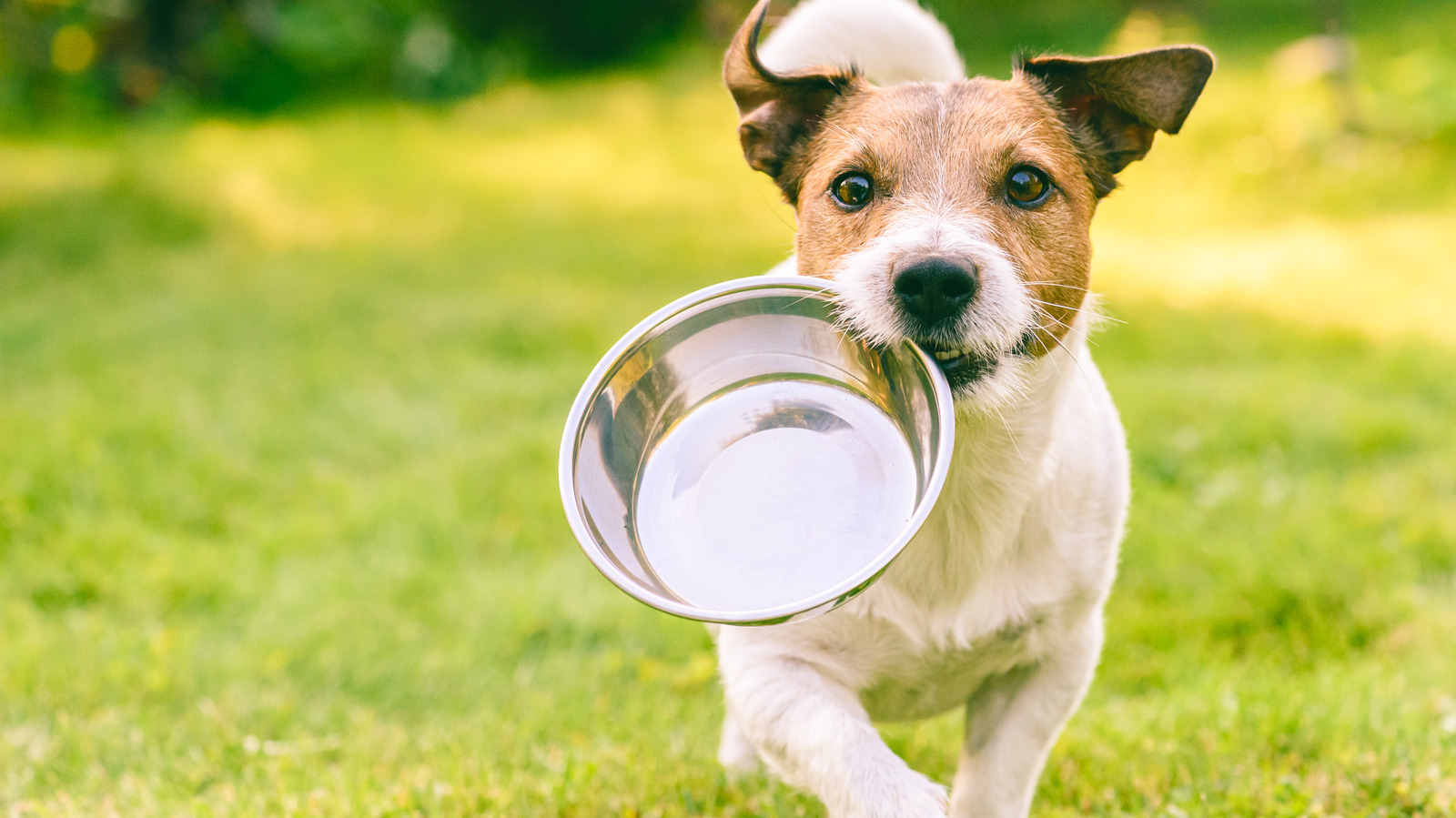 Bacteria Alert: Why You Need to Keep Your Dirty Dog Bowls Clean