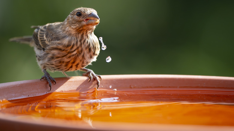 finch enjoy a birdbath in the sun