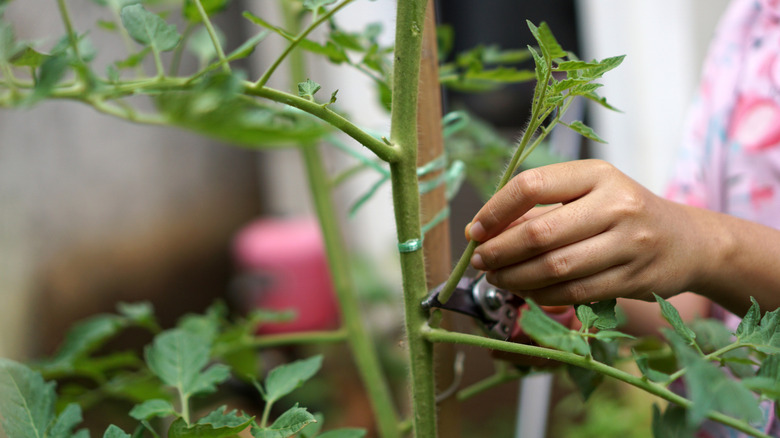 A gardener pruning the water shoots that grow between the stems and twigs of the tomato plant