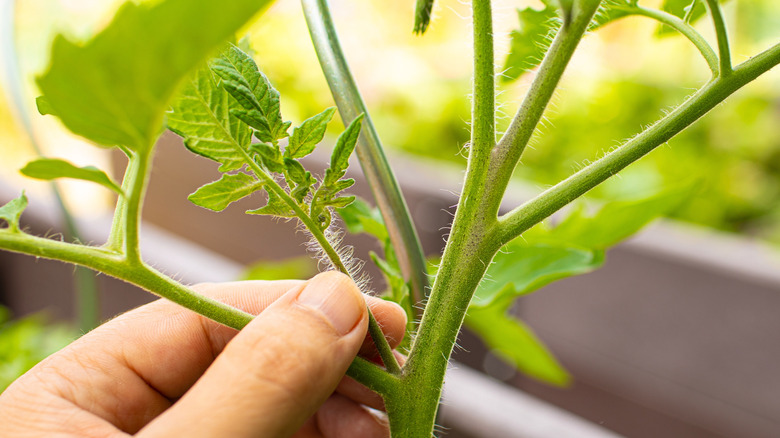 A hand picking pruning sucker off tomato plant