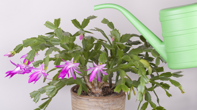 Christmas cactus with pink flowers