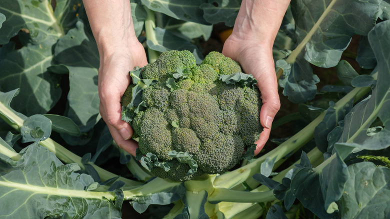 Person holding a head of broccoli in a garden