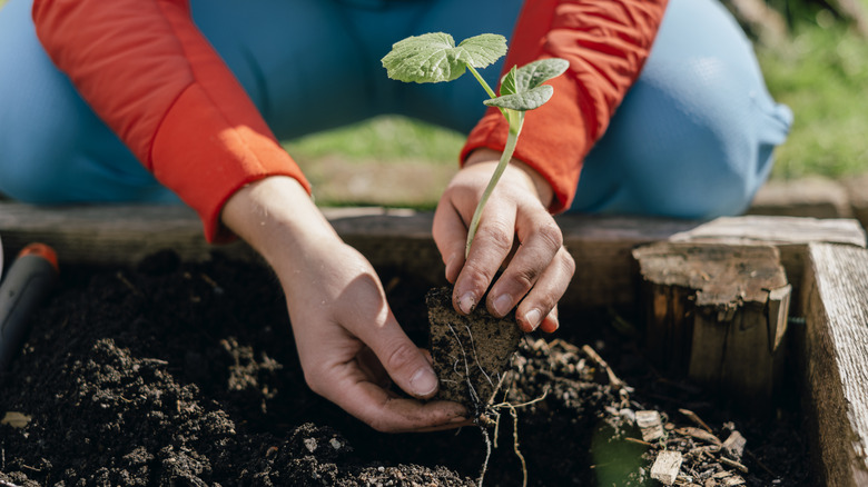 Person planting a seedling in a garden