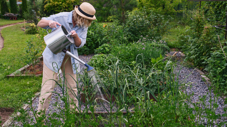 Woman watering a vegetable garden from a watering can