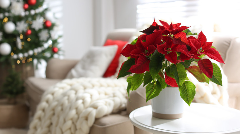 Poinsettia in living room