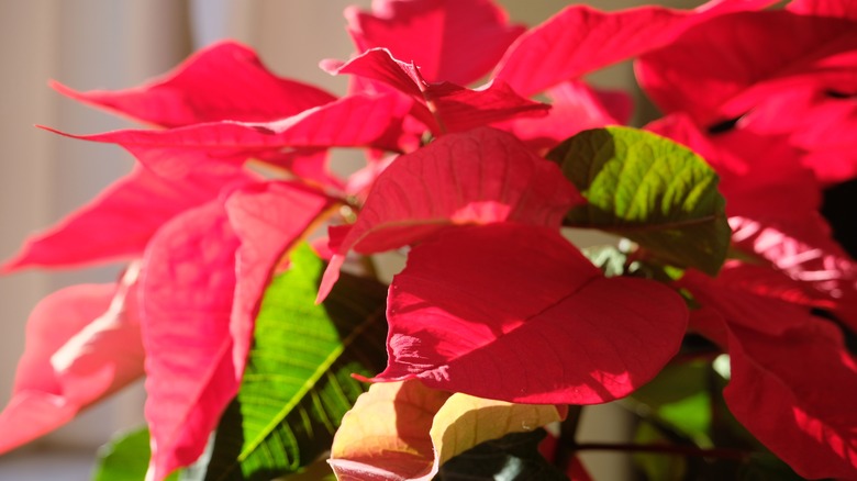 Poinsettia plant in the sun