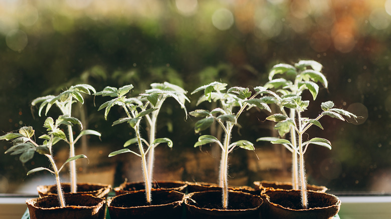 Two rows of tomato plant seedlings sitting in a window with sunlight coming in.