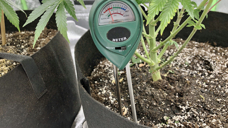 A soil moisture meter sticking out of dirt in a potting bag.