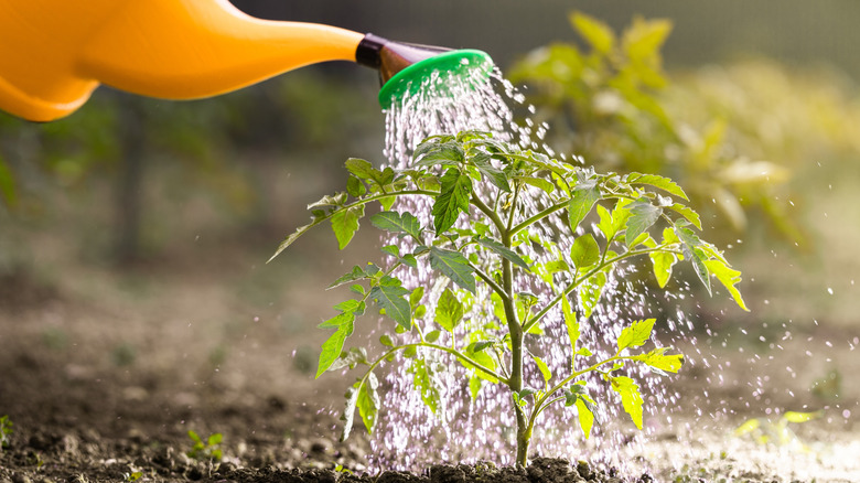 A yellow watering can sprinkling water over a tomato plant seedling with sunlight reflecting.