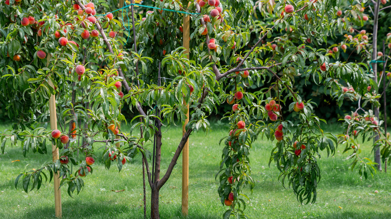 Peach tree full of ripe fruit in home garden