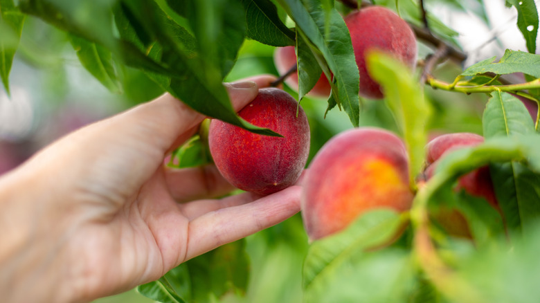 Woman picking a peach from a tree.