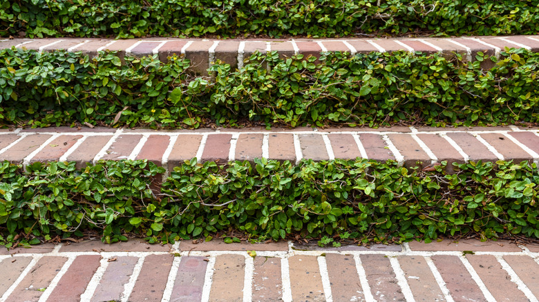 creeping fig on patio steps