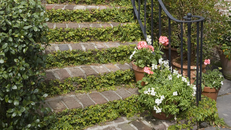 ivy on outdoor stair risers