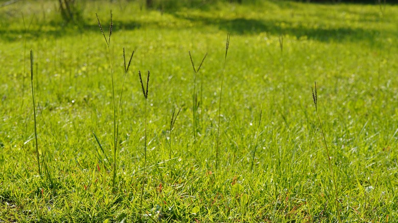 Bahiagrass growing on a lawn