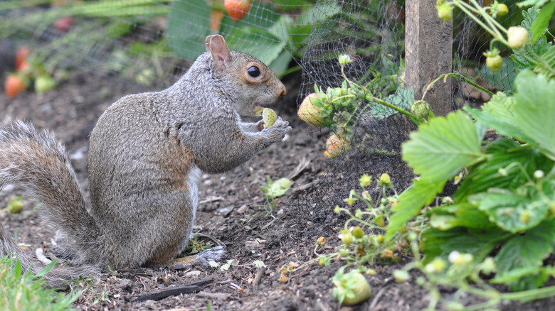 Squirrel eating unripe strawberry