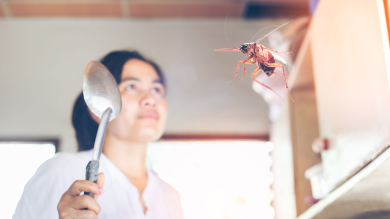 Flying cockroach in midair