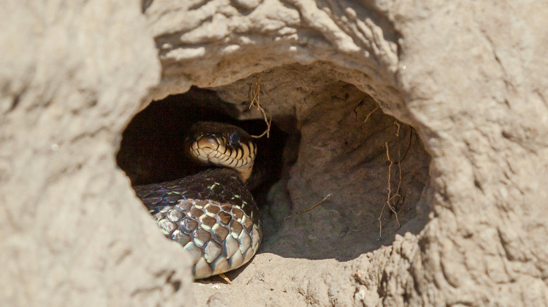 A snake hiding in a hole