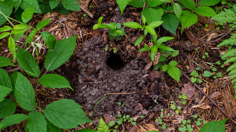A hole in the ground that could be home to a squirrel or a snake