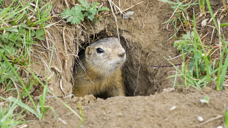 A ground squirrel looking out of its hole