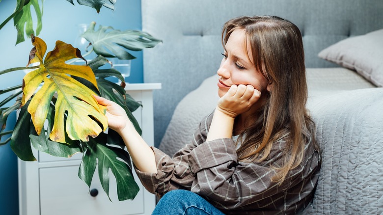 woman examining sick monstera