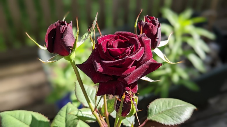 Here's How To Grow Your Own Black Roses