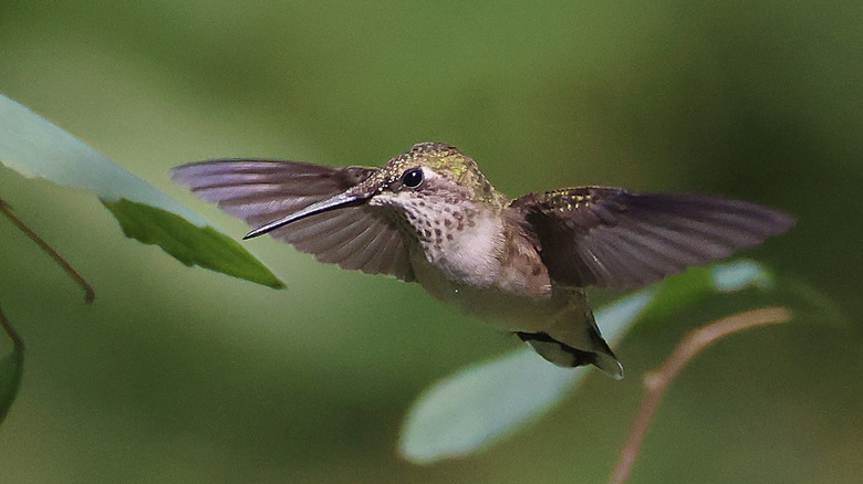 A hummingbird is in mid flight near a tree branch.