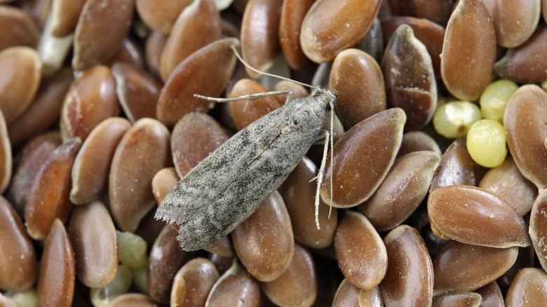 moth on flaxseeds