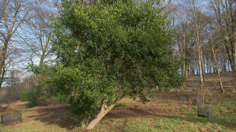 Leaning tree by water