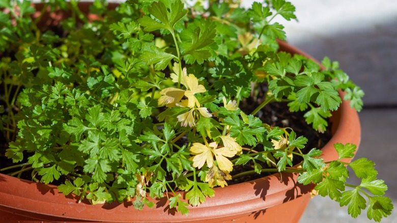 Dying cilantro plant