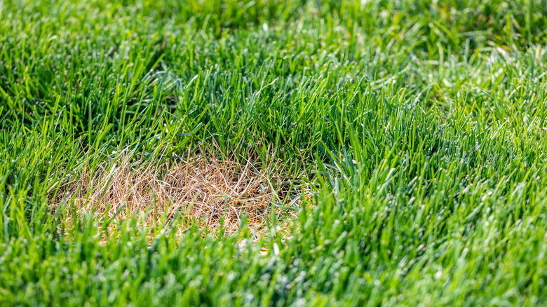 dead patch in a green lawn