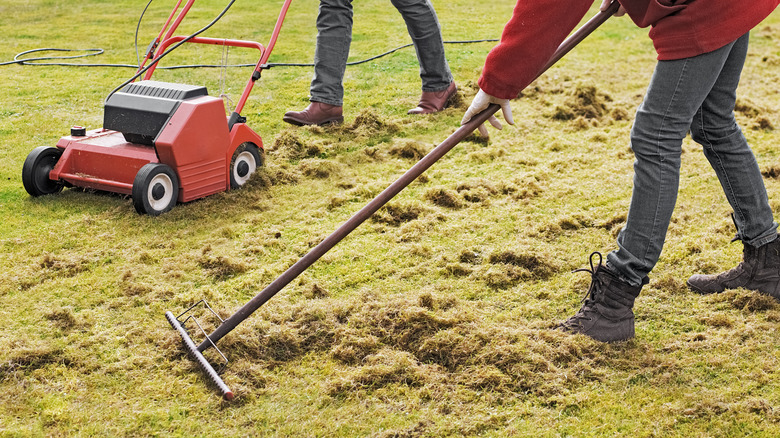 Homeowner raking thatch