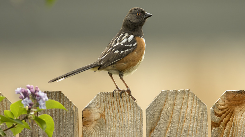 bird on a fence