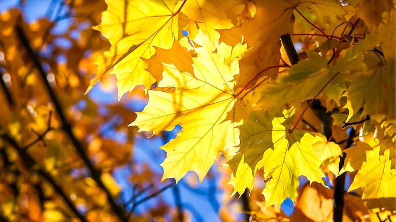 Maple leaves in fall sunlight