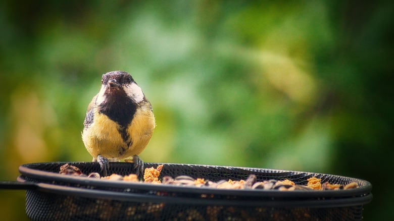 bird on feeder